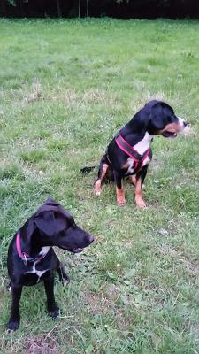 Auto Service Rodenberg