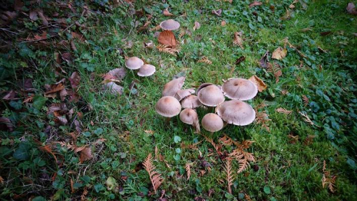 Auto Service Fischer