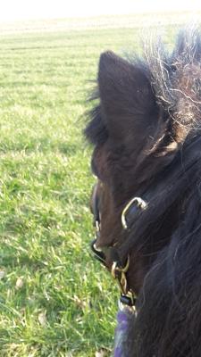 Martin Robert Kfz.Reparatur/Handel