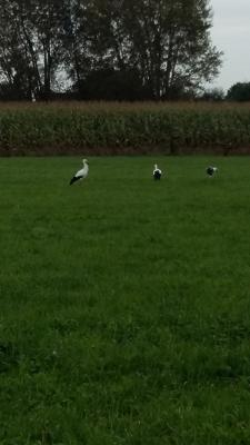 Kfz-Werkstatt - Michael Sonntag - Salzkotten