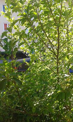 Frank Schultz Tuning