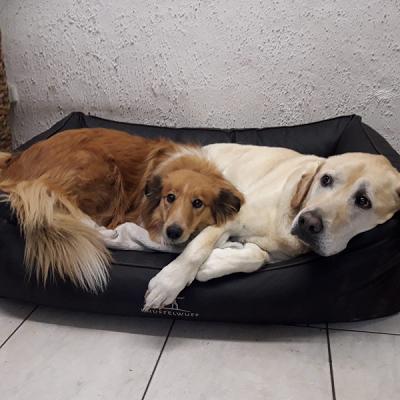 Kraft-Fahrzeug Zepnek