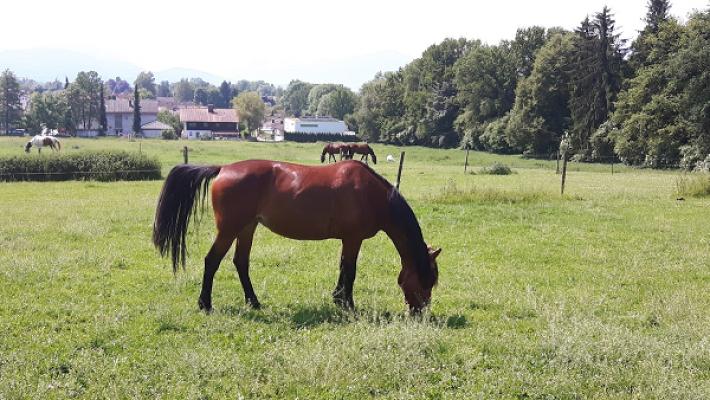 Marquardt Automobile