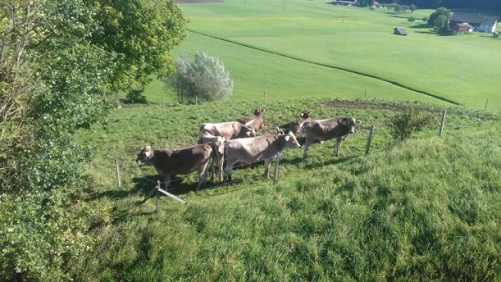 Minichberger Motorsport